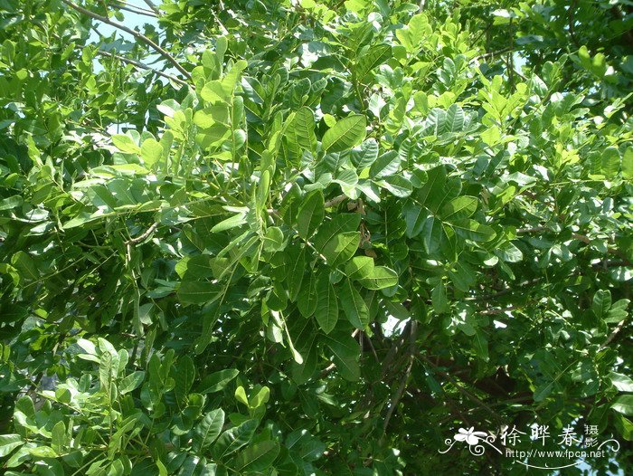 吊瓜树Kigelia africana