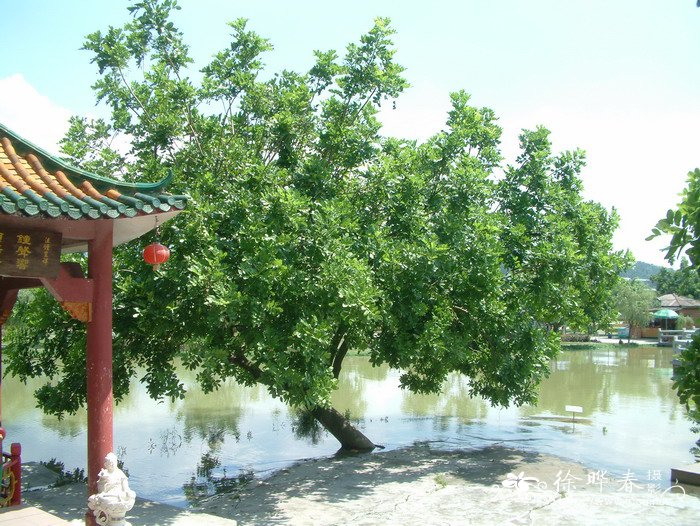吊瓜树Kigelia africana