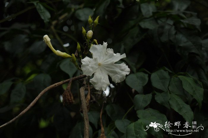 美叶菜豆树Radermachera frondosa