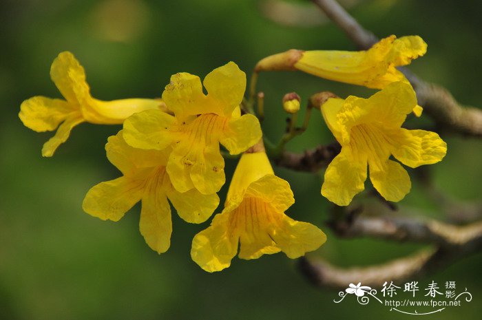 银鳞风铃木Tabebuia aurea