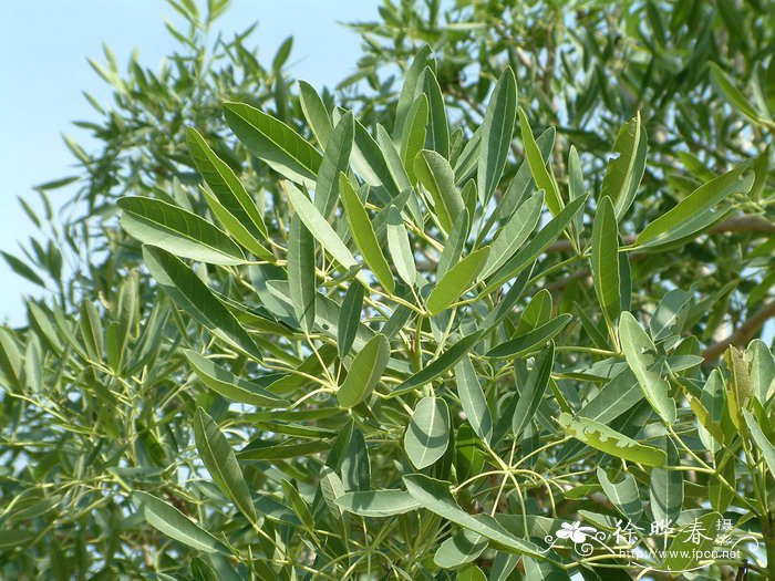 银鳞风铃木Tabebuia aurea