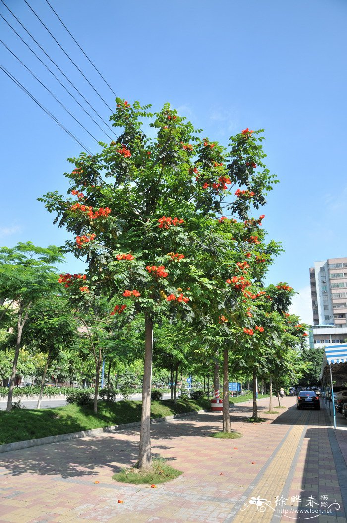 火焰树Spathodea campanulata