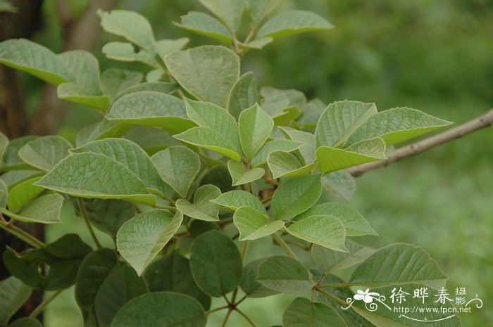 黄花风铃木Tabebuia chrysantha