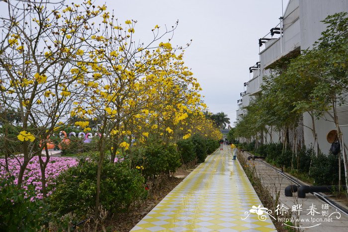 黄花风铃木Tabebuia chrysantha