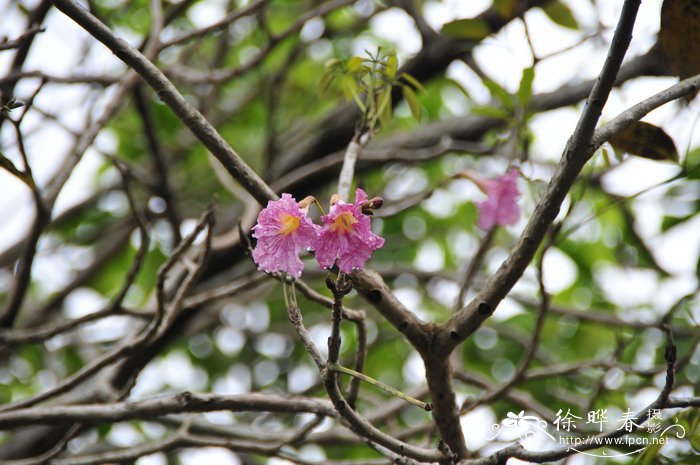 紫绣球Tabebuia rosea