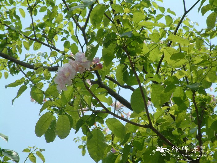紫绣球Tabebuia rosea