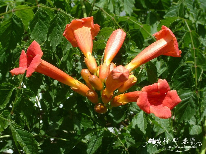 厚萼凌霄Campsis radicans