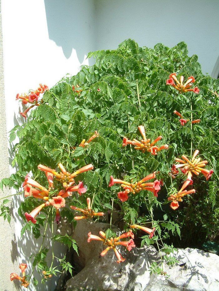 厚萼凌霄Campsis radicans