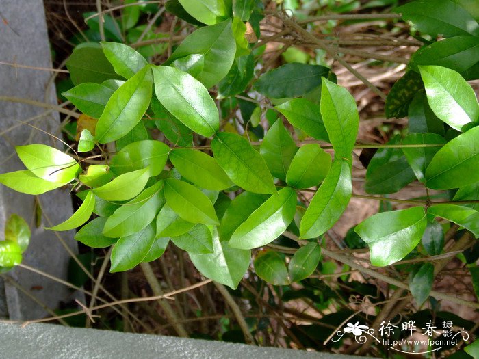 连理藤Clytostoma callistegioides