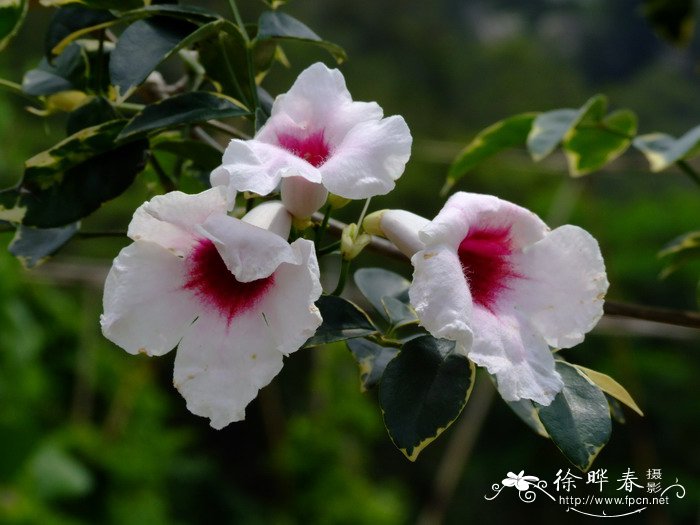 斑叶粉花凌霄Pandorea jasminoides ‘Ensel-Variegta’