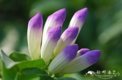 蒜香藤Mansoa alliacea