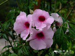 粉花凌霄Pandorea jasminoides