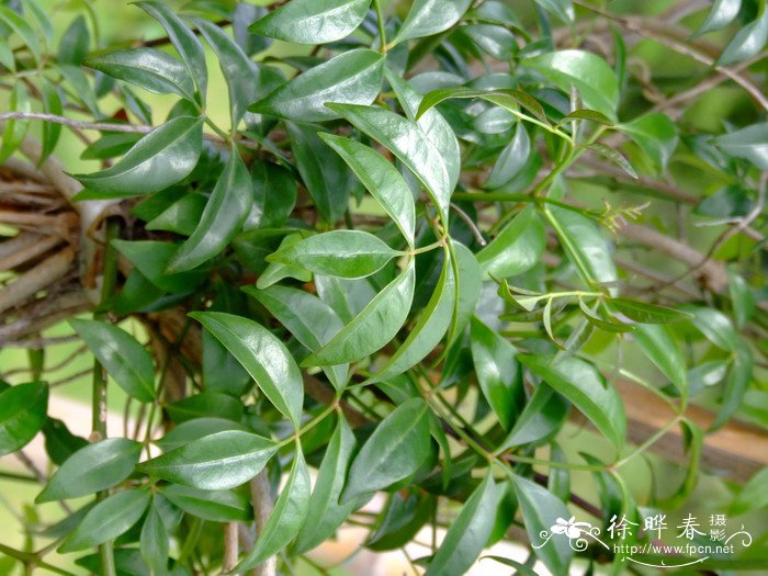 粉花凌霄Pandorea jasminoides-花卉图片网