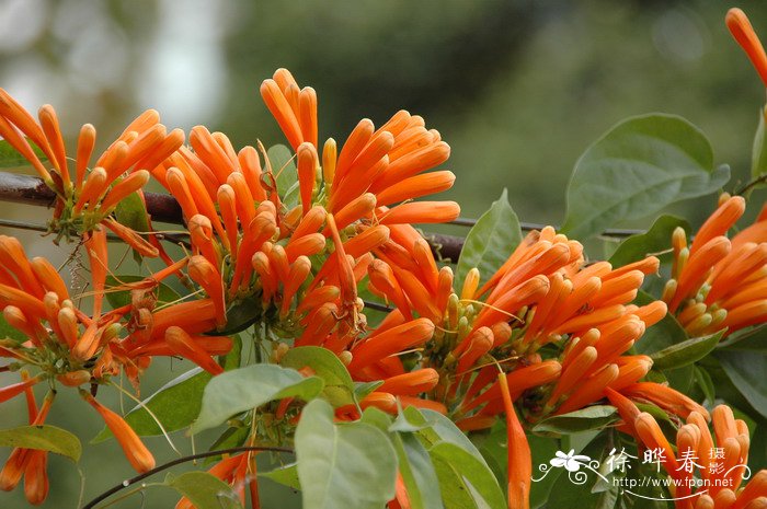 炮仗花Pyrostegia venusta