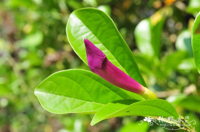紫铃藤Saritaea magnifica