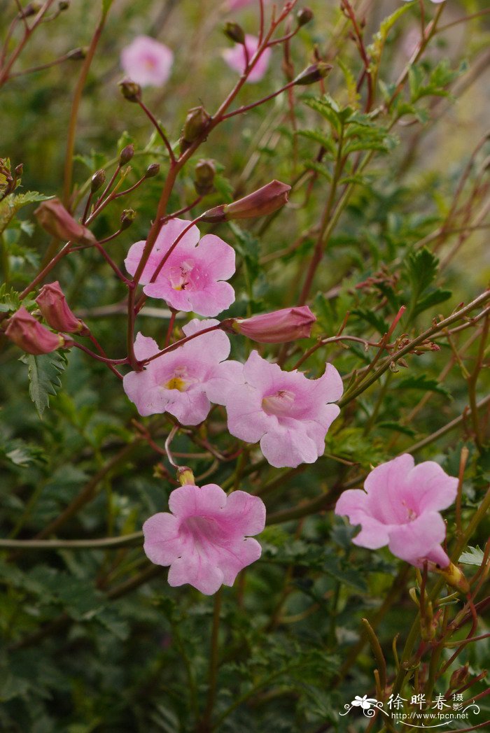 两头毛Incarvillea arguta