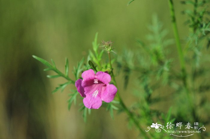 角蒿Incarvillea sinensis