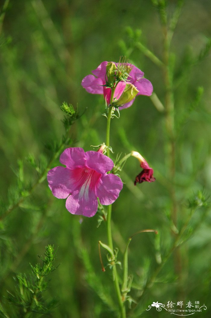 角蒿Incarvillea sinensis