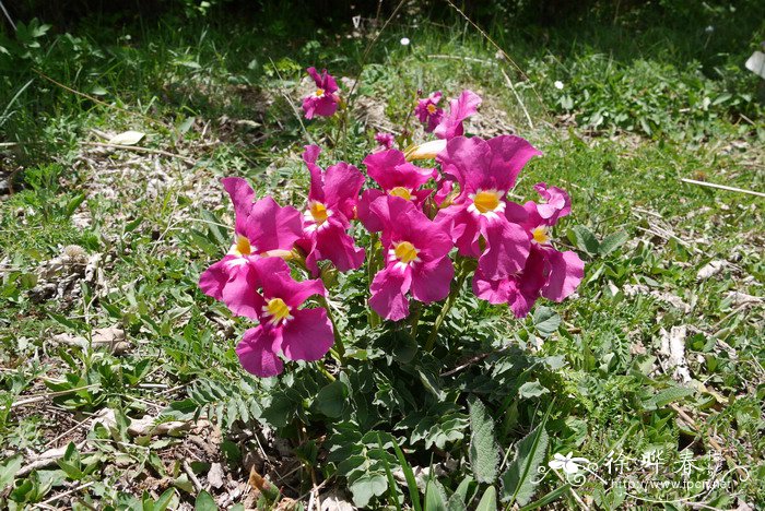 中甸角蒿Incarvillea zhongdianensis