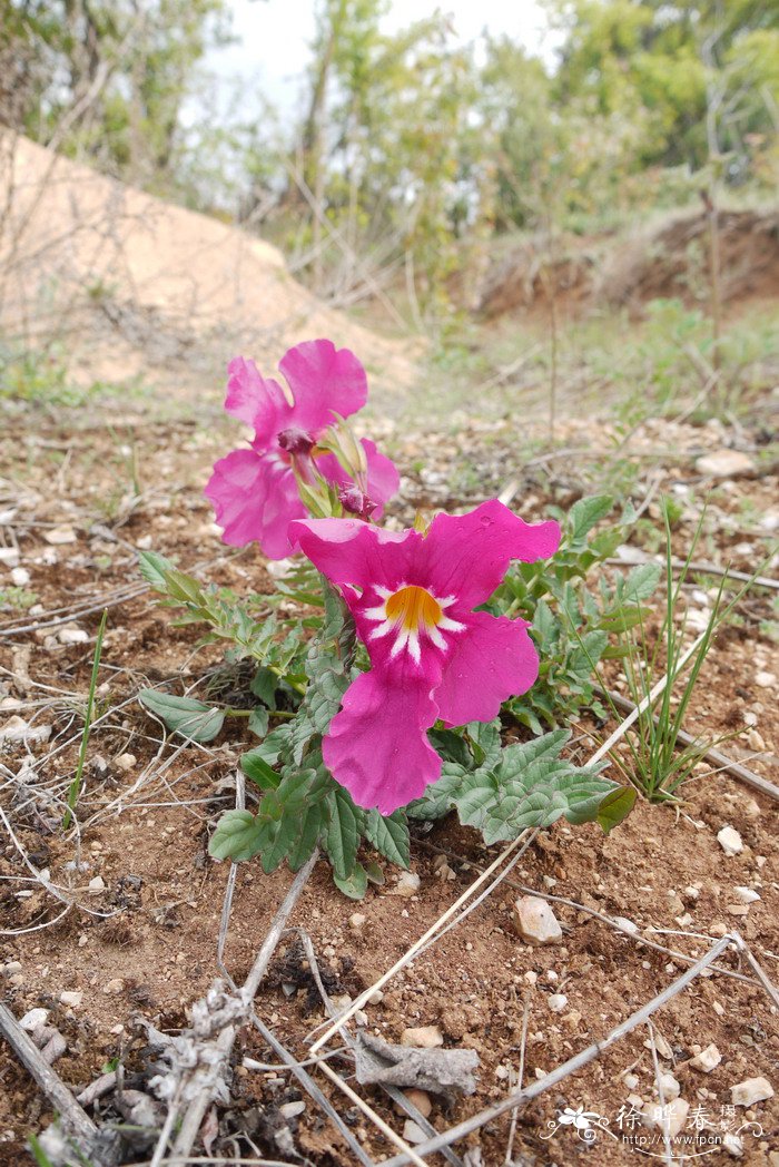 中甸角蒿Incarvillea zhongdianensis