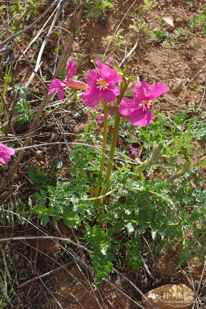 中甸角蒿Incarvillea zhongdianensis