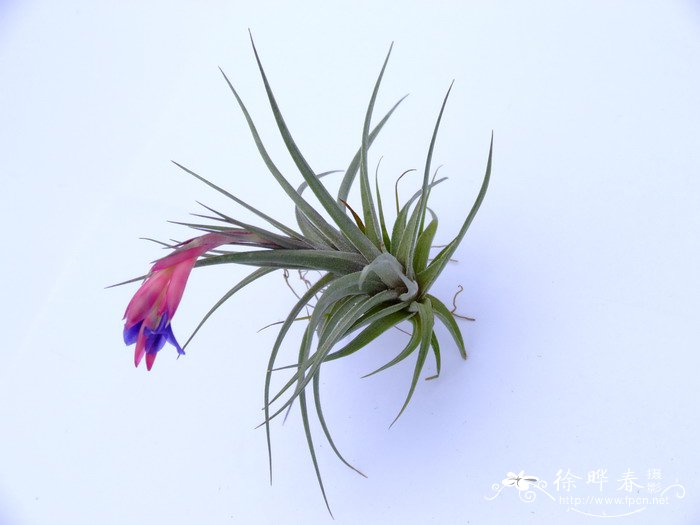 ‘紫花迷你’铁兰Tillandsia aeranthos 'Mini purple'