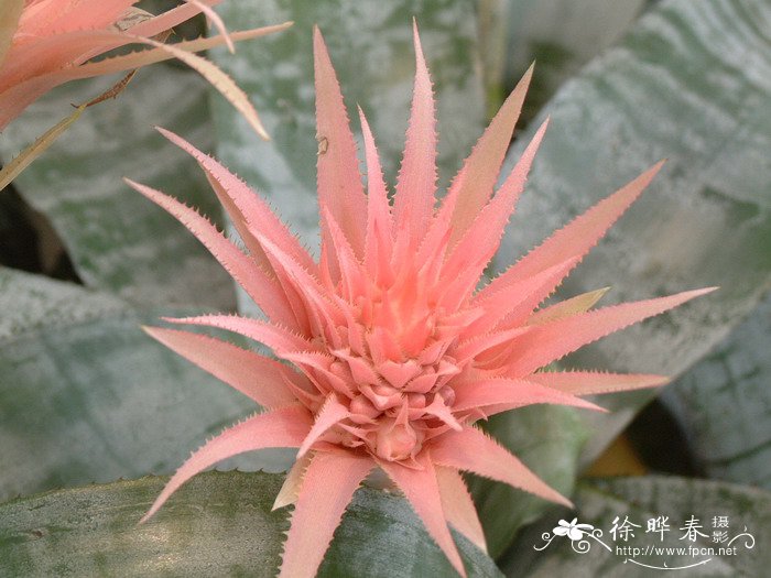 粉菠萝Aechmea fasciata