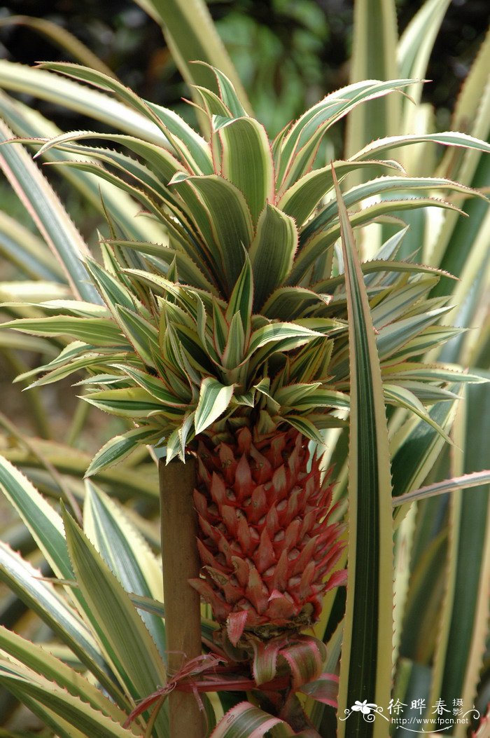 三色凤梨Ananas bracteatus var. striatus