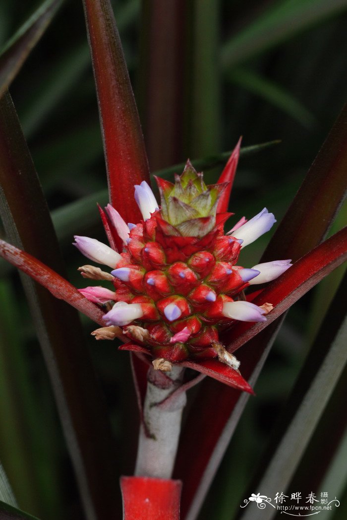 巧克力光亮凤梨Ananas lucidus 'Chocolat'