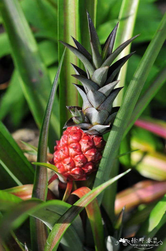 巧克力光亮凤梨Ananas lucidus 'Chocolat'