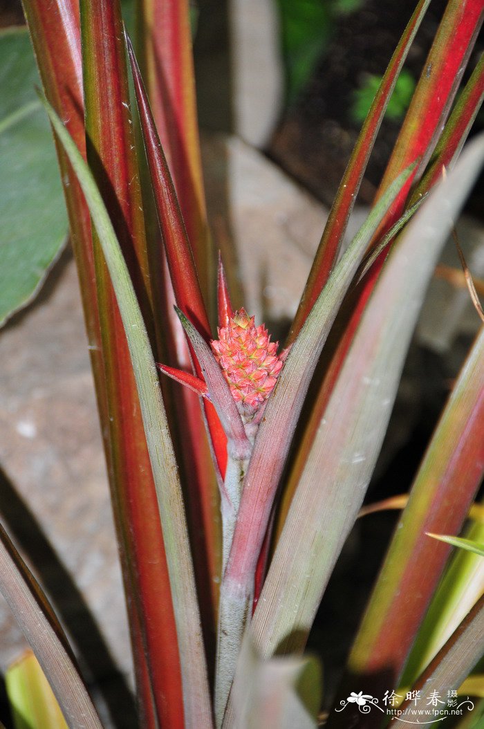 亮叶无刺菠萝Ananas lucidus