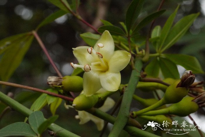 爪哇木棉Ceiba pentandra