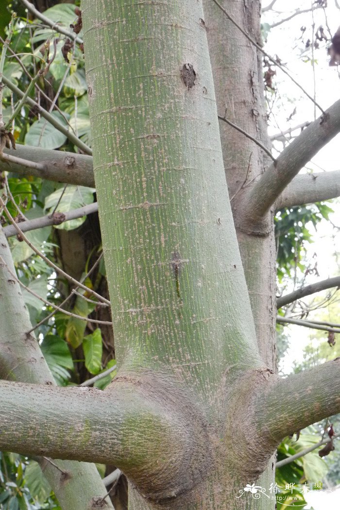 爪哇木棉Ceiba pentandra