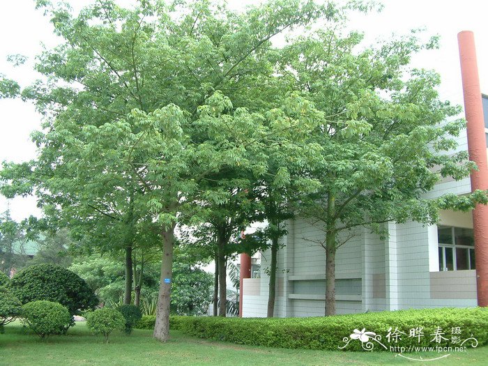 爪哇木棉Ceiba pentandra