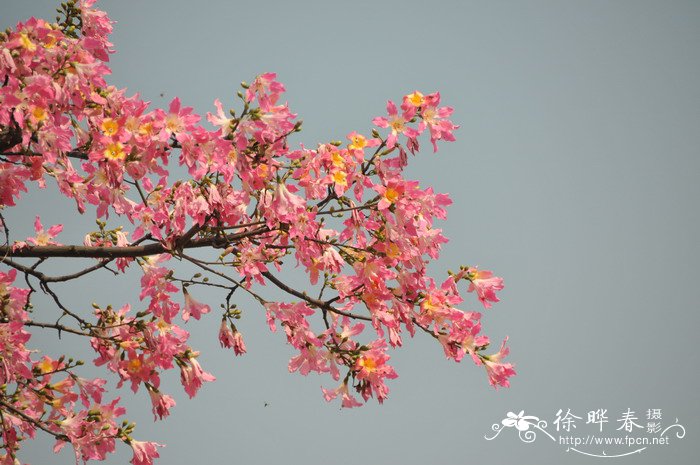 美丽异木棉Ceiba speciosa