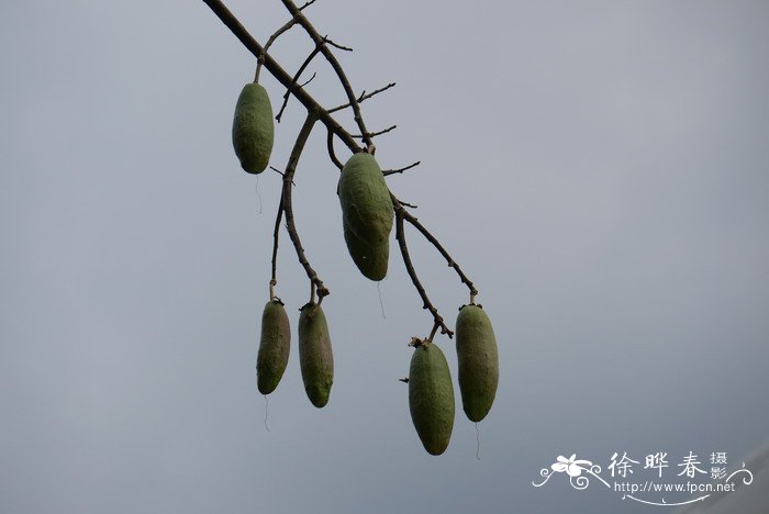 美丽异木棉Ceiba speciosa