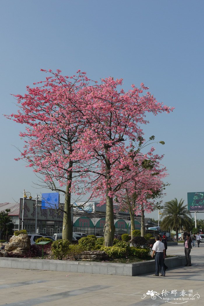 美丽异木棉Ceiba speciosa