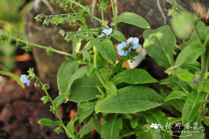 倒提壶Cynoglossum amabile