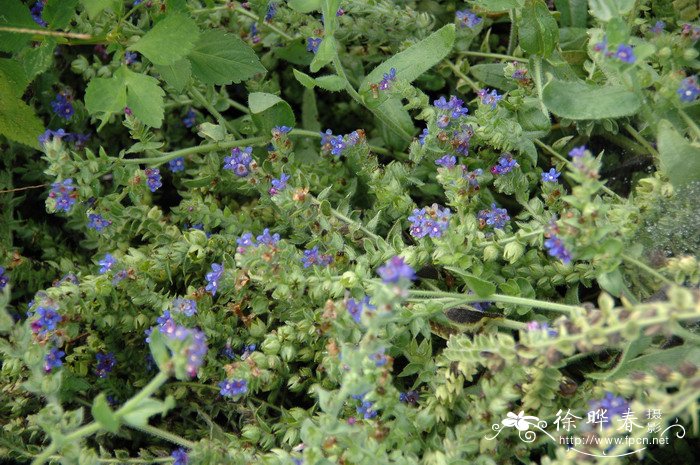 药用牛舌草Anchusa officinalis