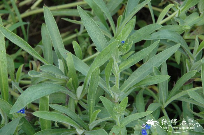 药用牛舌草Anchusa officinalis