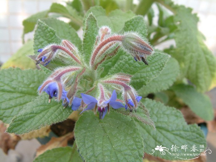 琉璃苣Borago officinalis