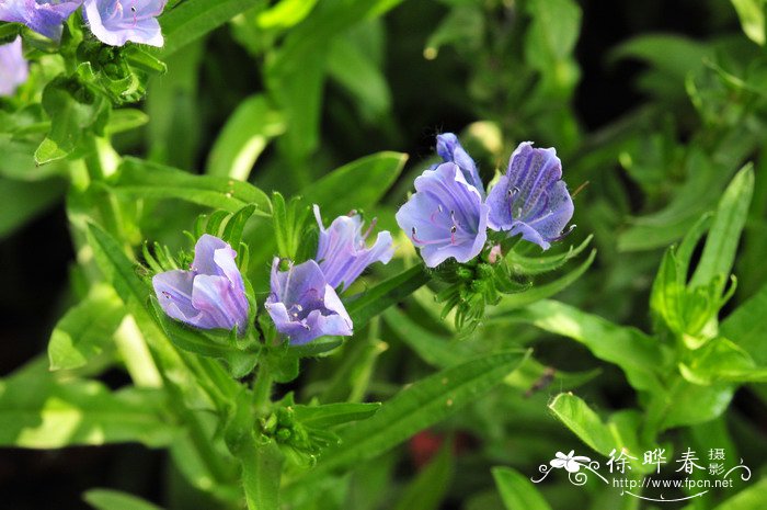 车前叶蓝蓟Echium plantagineum