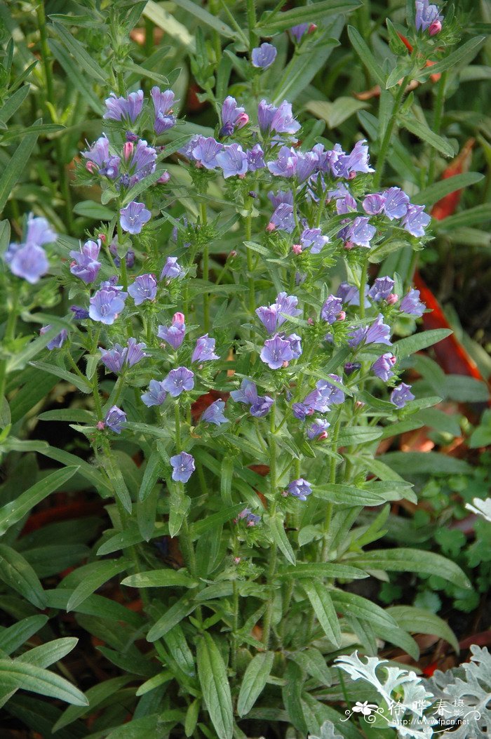 车前叶蓝蓟Echium plantagineum