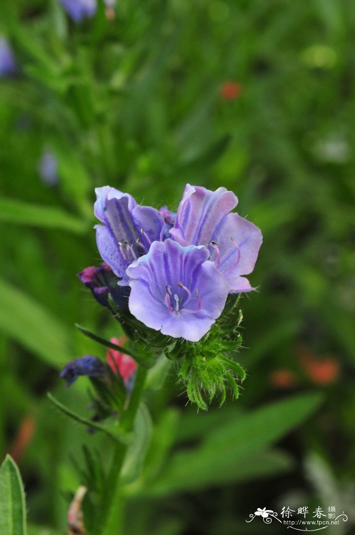 车前叶蓝蓟Echium plantagineum