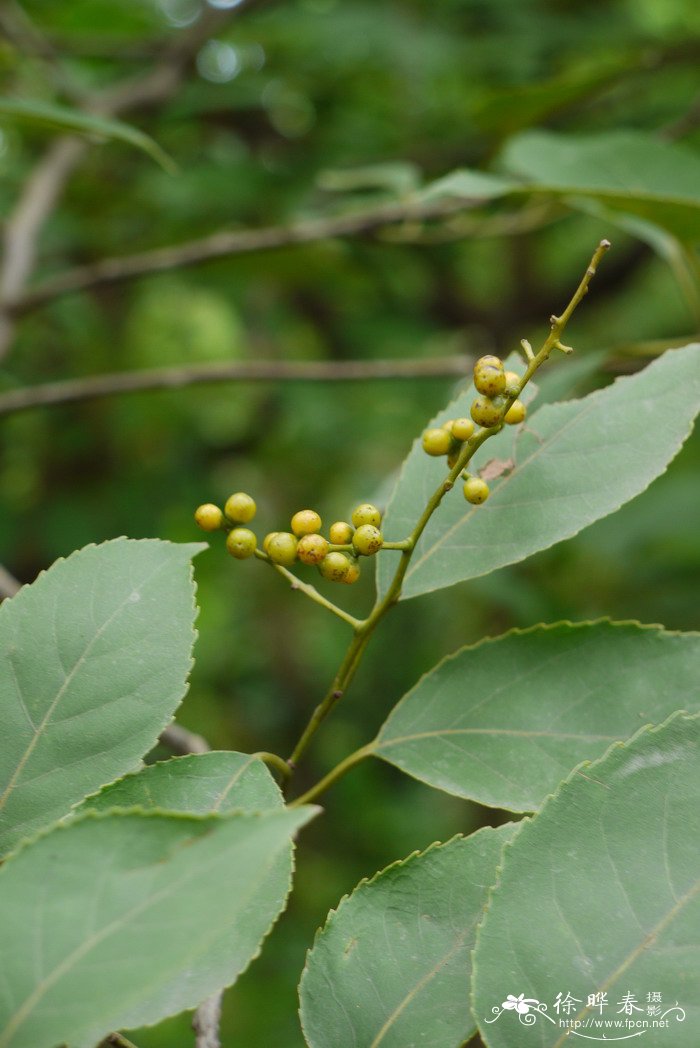 厚壳树Ehretia acuminata