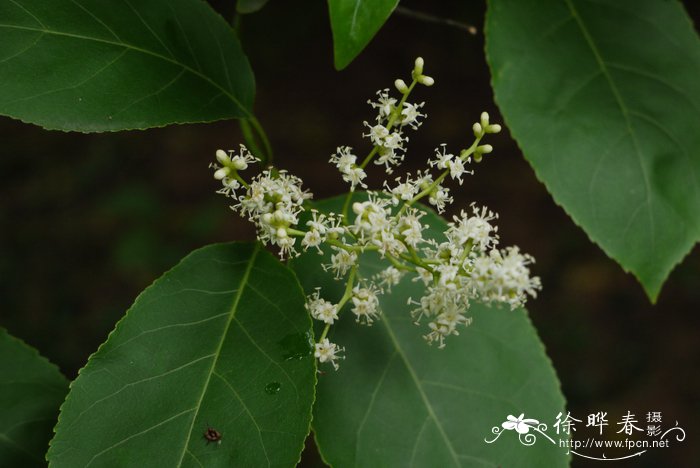 厚壳树Ehretia acuminata