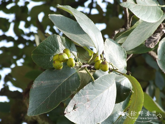 英文名(english common name:别名(chinese common name:大叶厚壳树