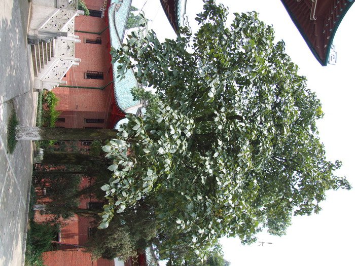 粗糠树Ehretia macrophylla