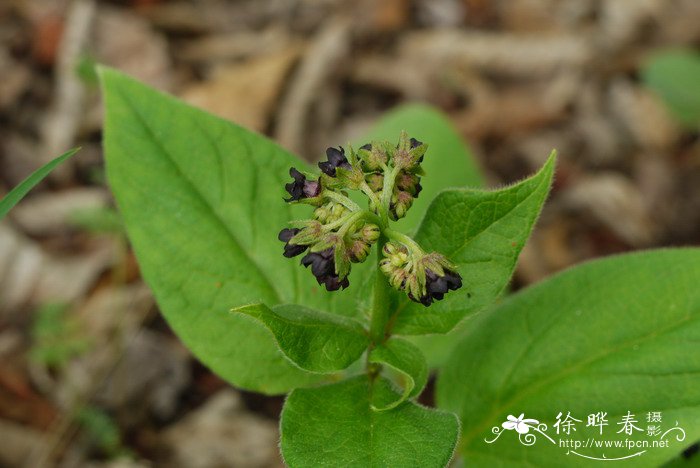 心叶琉璃草Cynoglossum triste