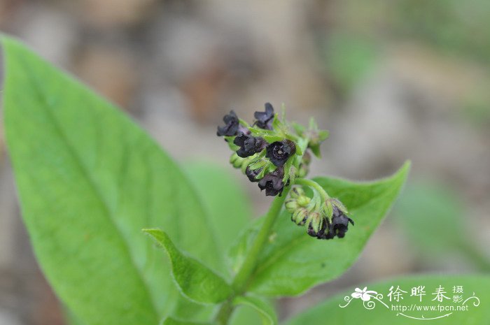 心叶琉璃草Cynoglossum triste